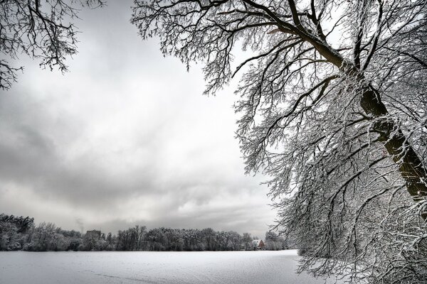 Снежные деревья и белая снежная поляна