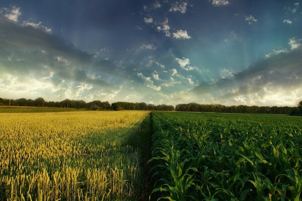 Un campo amarillo y verde que trasciende el horizonte