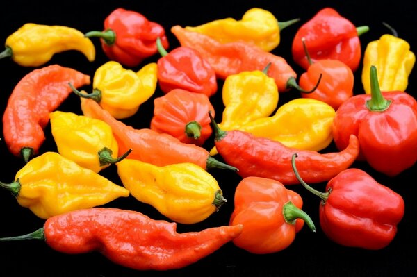 Multicolored hot pepper on a dark background