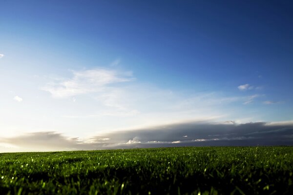 A green field with a blue sky and cloud feathers