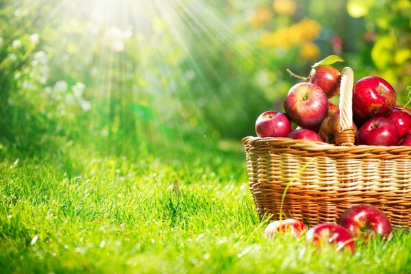 Cesta de picnic con manzanas hierba