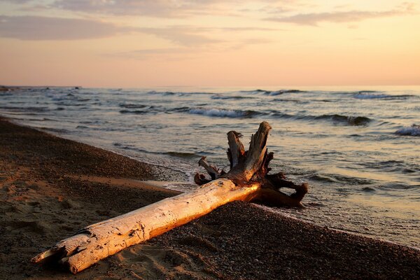 A snag on the bank of the sunset sky river