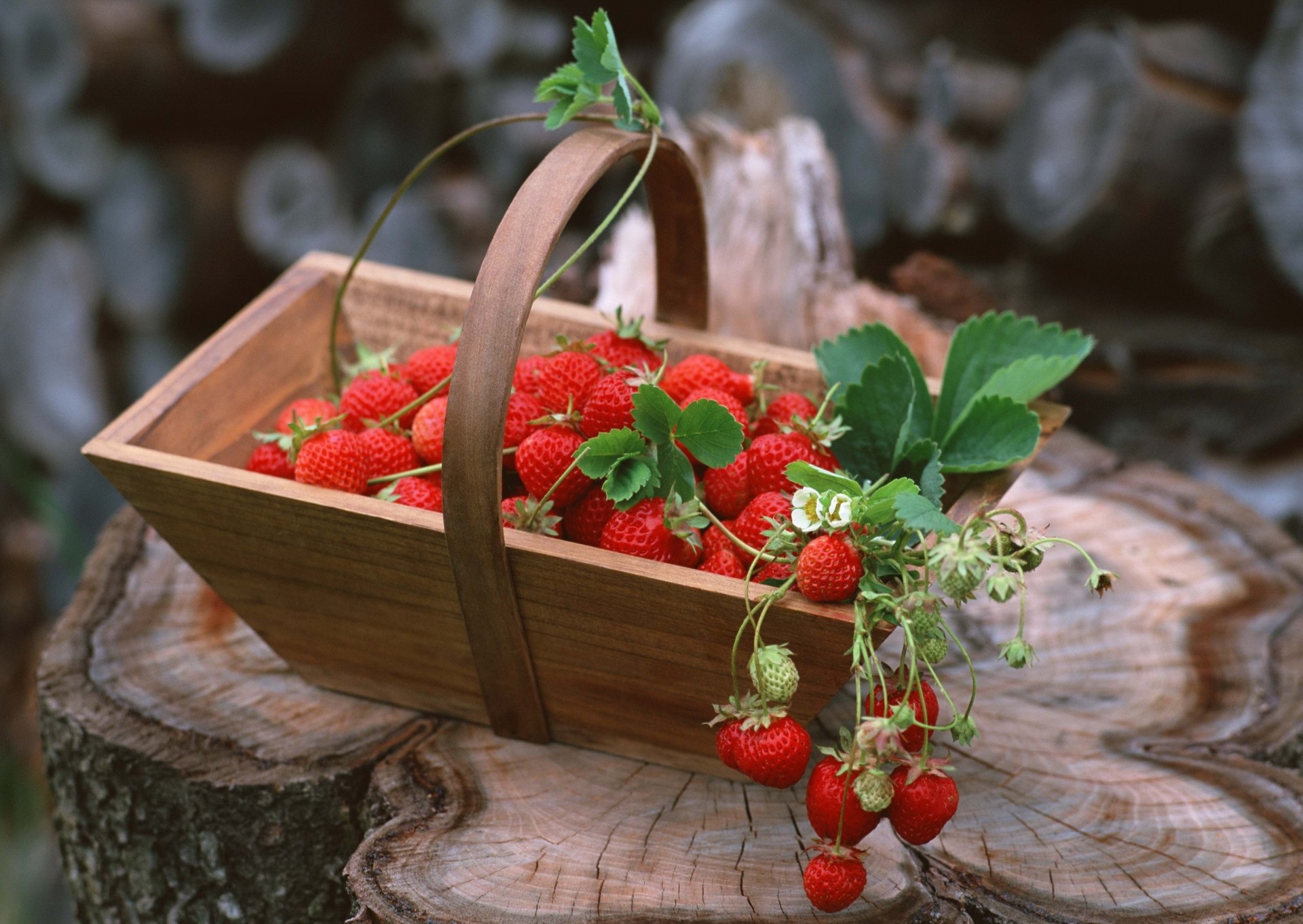 fraise shopping récolte