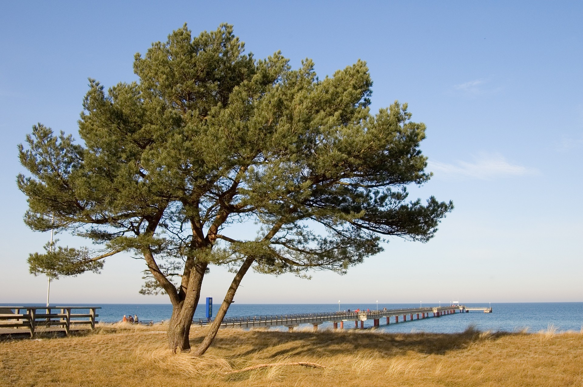 albero molo mare