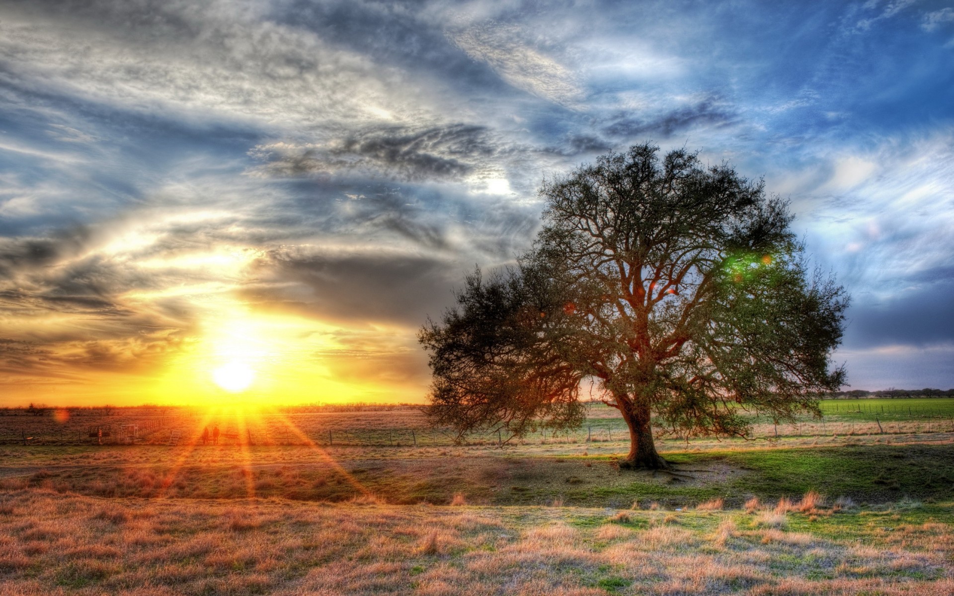 un tree the field hdr