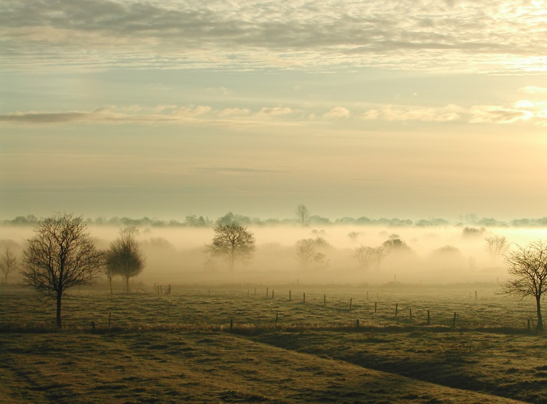 niebla árboles campo