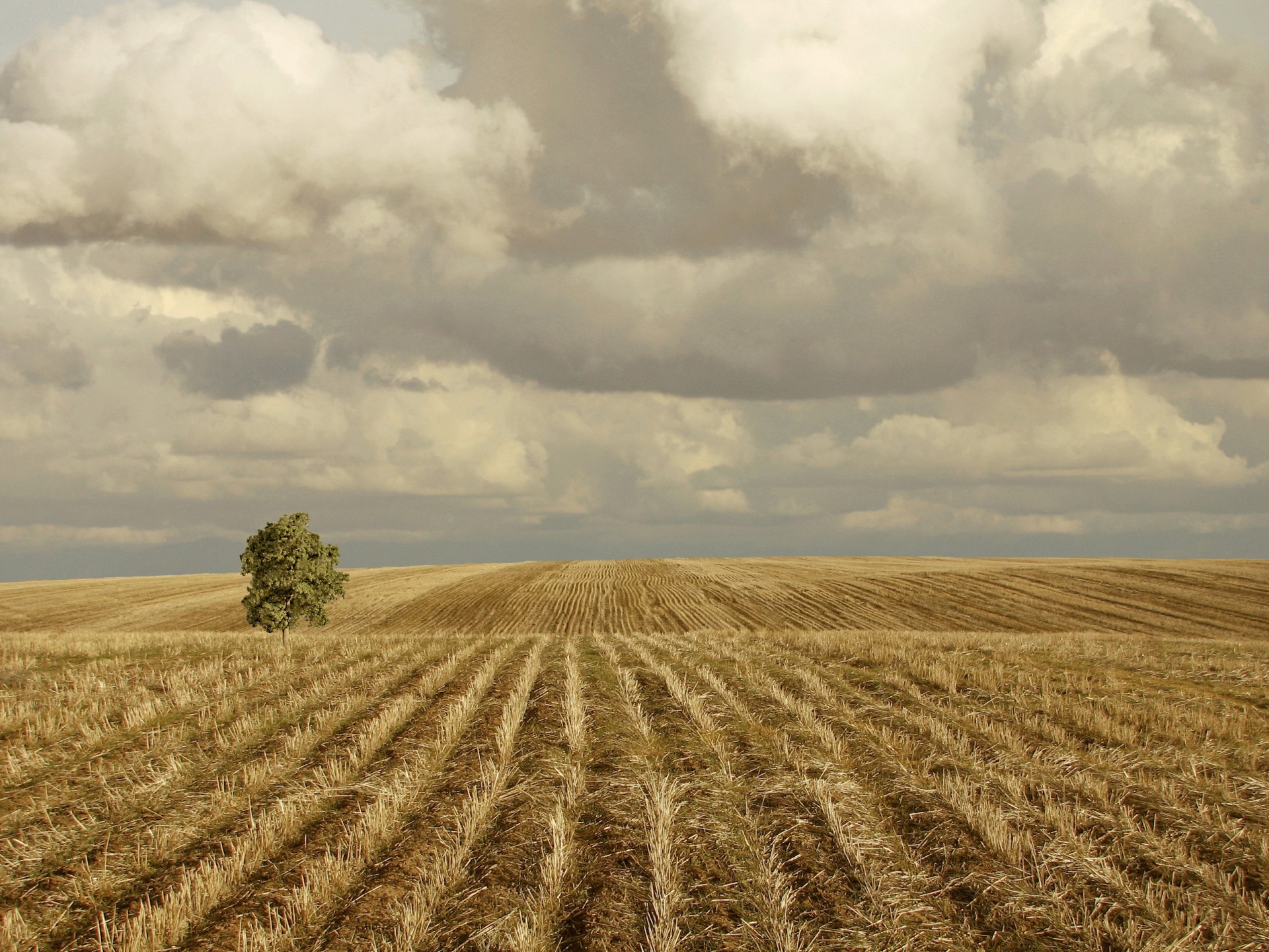 campo colinas nubes árbol