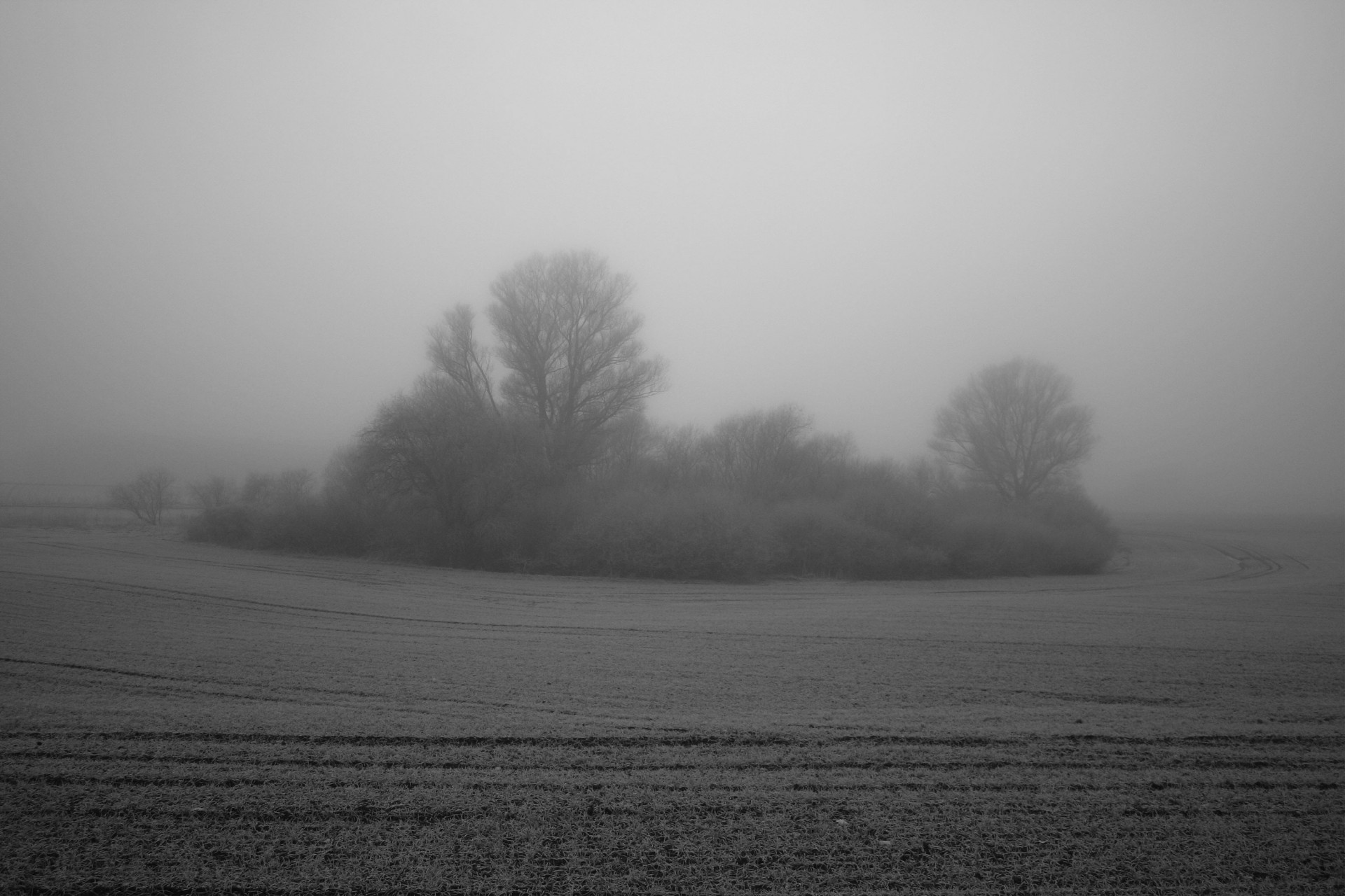 campo árbol arbusto niebla