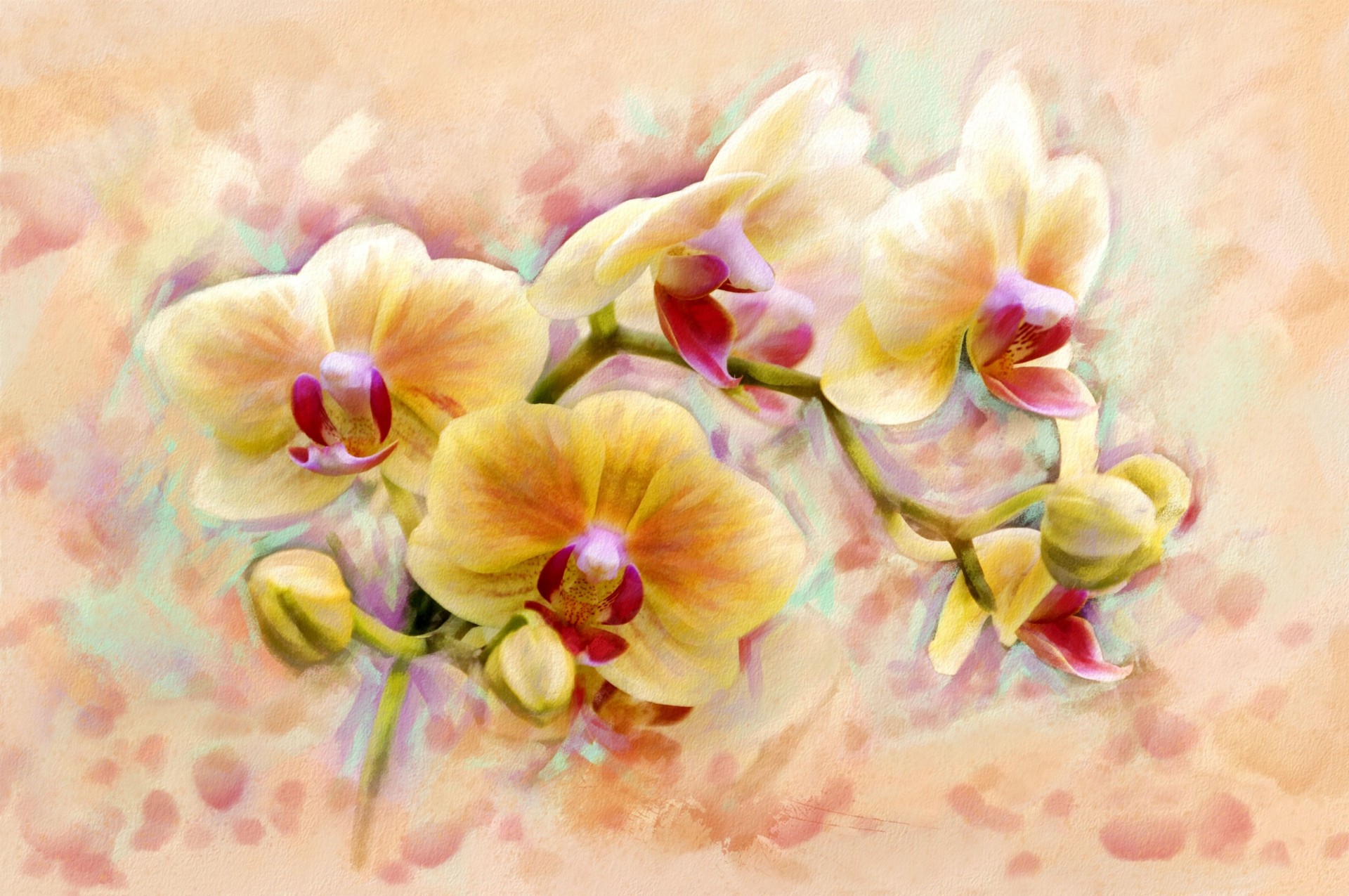 orchid art flower so shine originality shape fabulous orchid