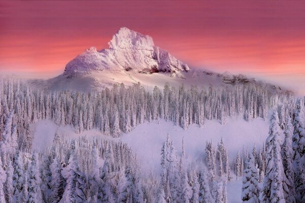 Schneebedeckte Bäume auf dem Hintergrund von Berg und Sonnenuntergang