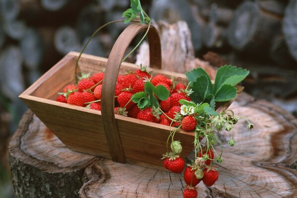 Strawberry season- the most delicious berry