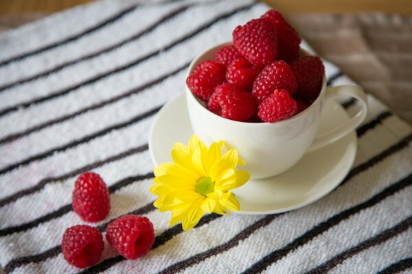 Reife große Himbeeren in einer Kaffeetasse mit Untertasse