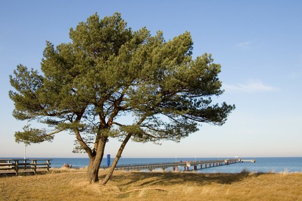 Derovo am Pier am blauen Meer