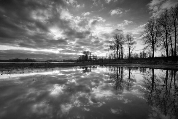 Gli alberi in bianco e nero si riflettono nell acqua