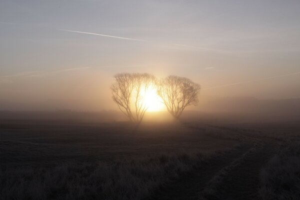 Image minimaliste, lever du soleil dans le champ, champ émoussé, soleil entre les arbres