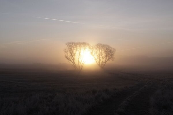 Immagine minimalista, Alba nel campo, campo smussato, sole tra gli alberi