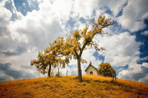 Bewölkter Himmel und goldener Baum