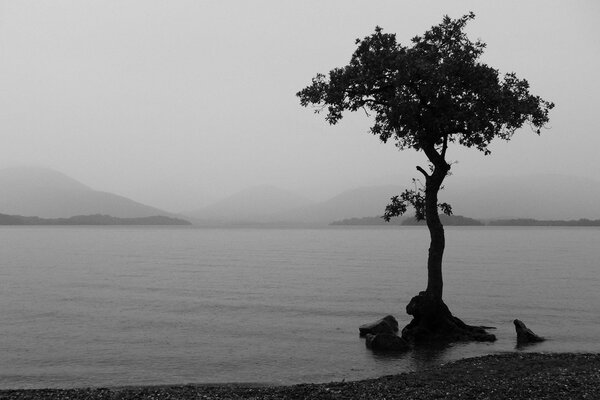 Árbol solitario en el lago en la niebla