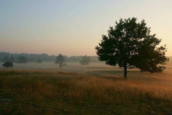 Foggy field with trees