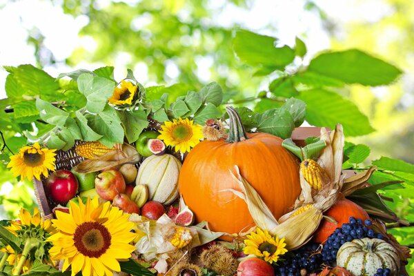 Composizione autunnale luminosa dal cibo