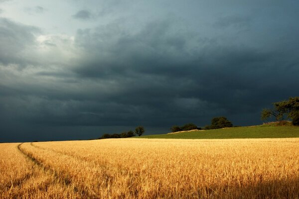 A field of rye in a thunderstorm