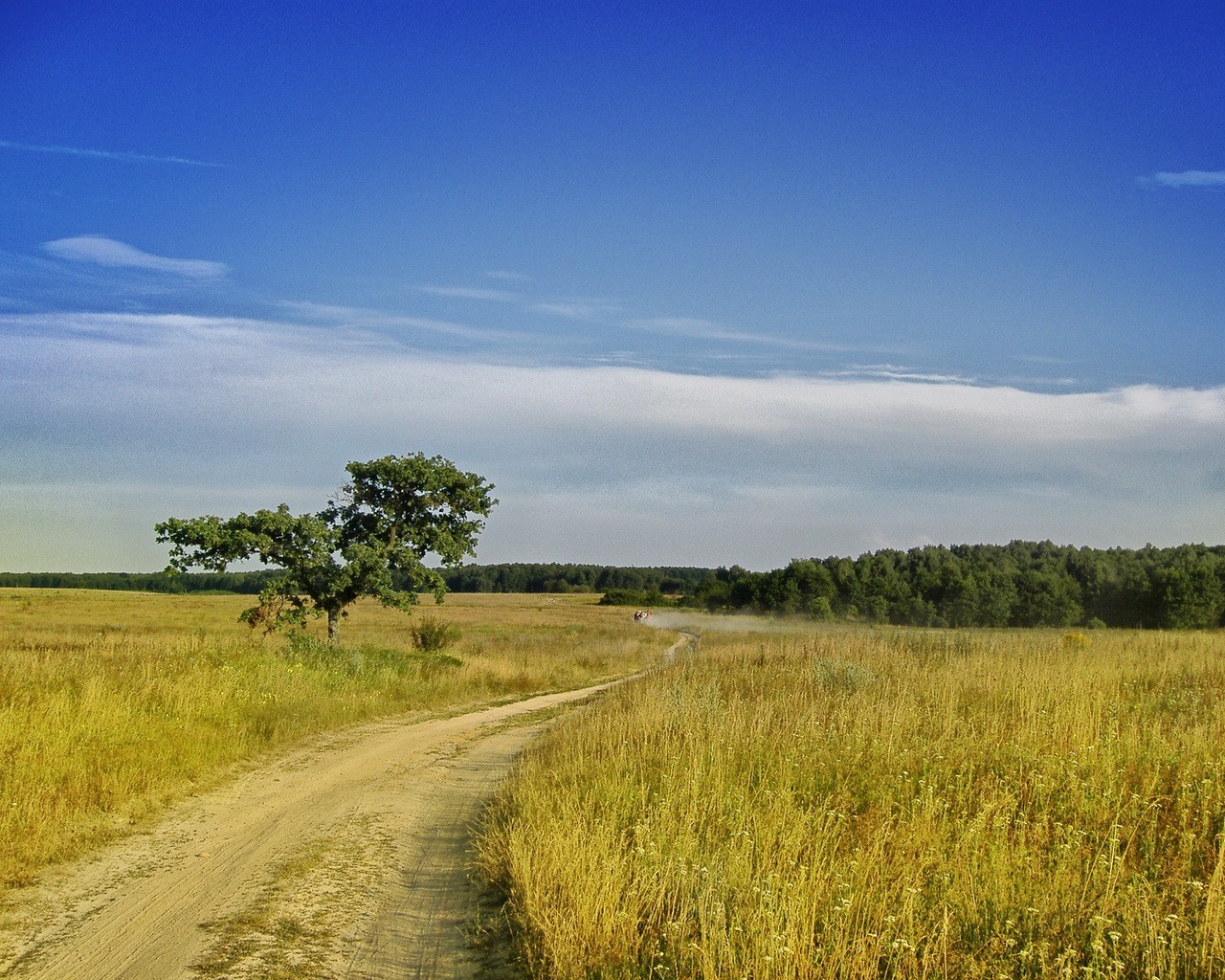 campo verano camino