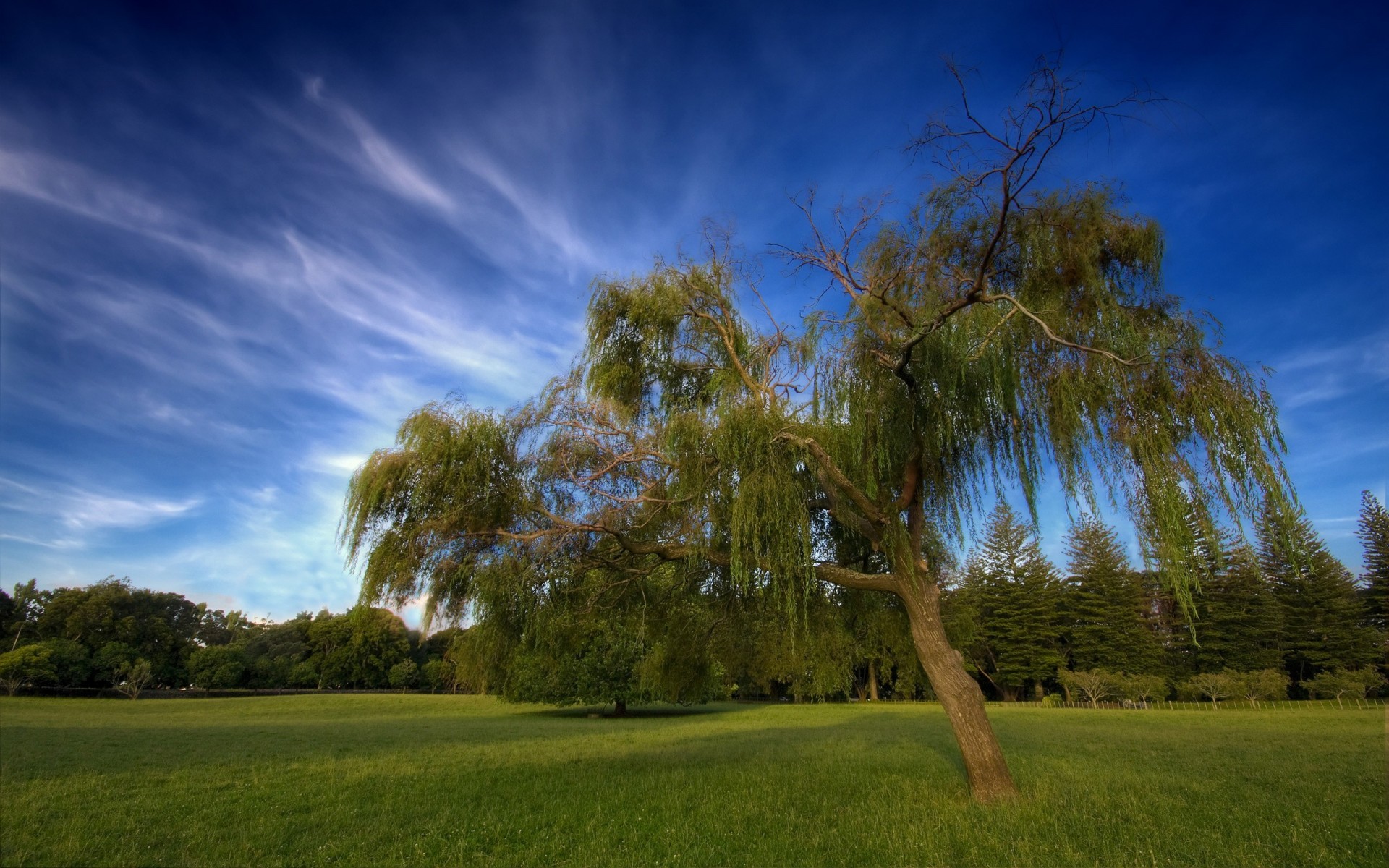 new zealand clouds sky tree hdr