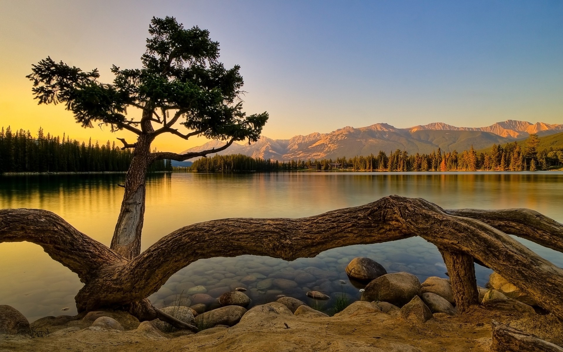 árbol costa lago bosque montañas