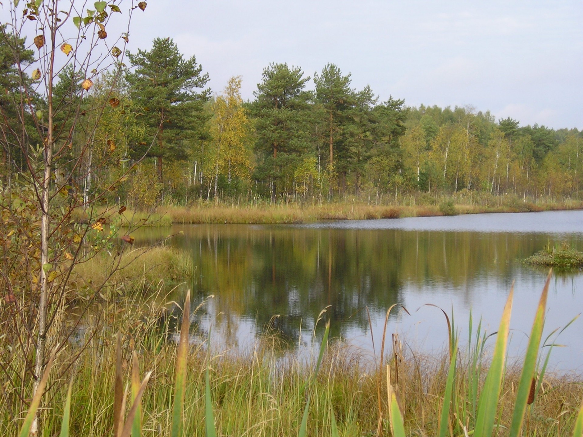 lago foresta alberi