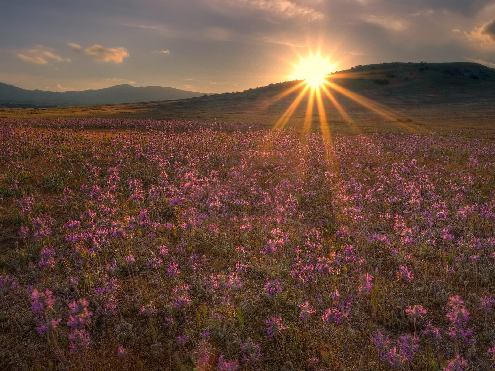 the field flower sun hill