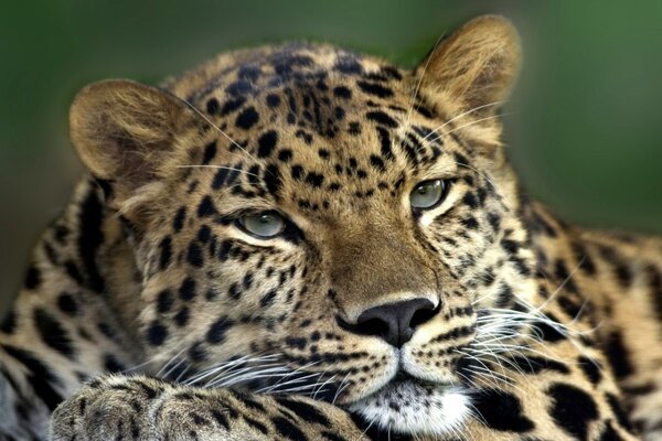 L aspetto intelligente del leopardo selvaggio