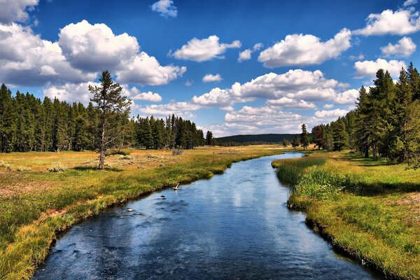 A small river stretches among dense trees