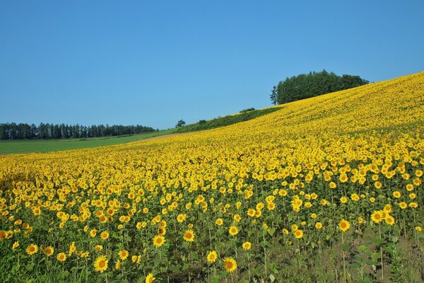 Endless and sunny field of sunflowers