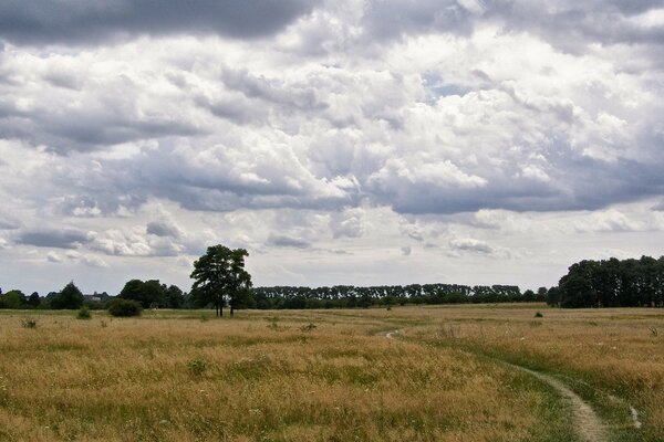 Summer landscape in an open field