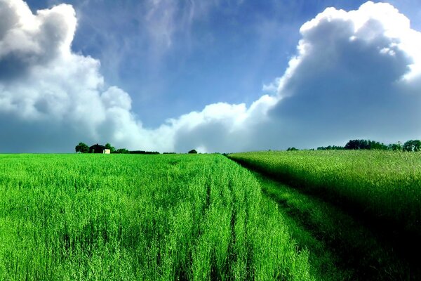 Panorama du champ avec des nuages