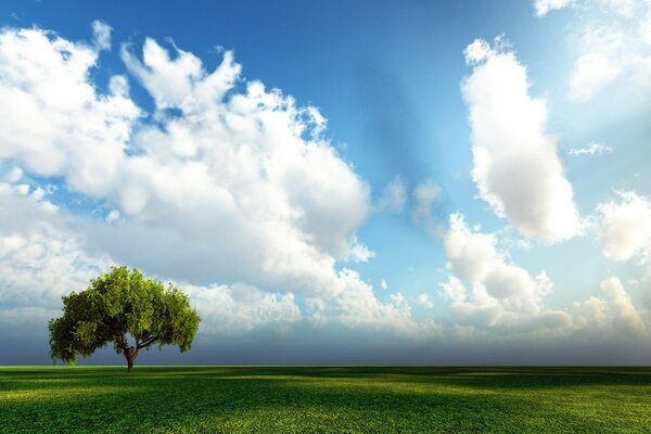 Foto auf dem Desktop. Grünes Feld mit Baum auf dem Hintergrund des blauen Himmels mit weißen Wolken