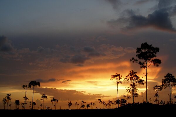 Colorful sunset over the trees