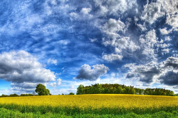 Огромное желтое поле с облаками