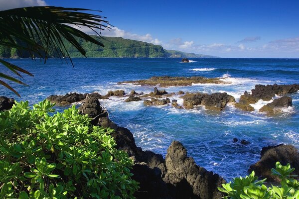 Paradise islands greenery on the shore