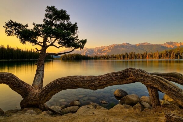 Un poderoso árbol a orillas de un hermoso río