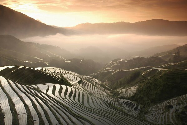 Fog over a green rice plantation