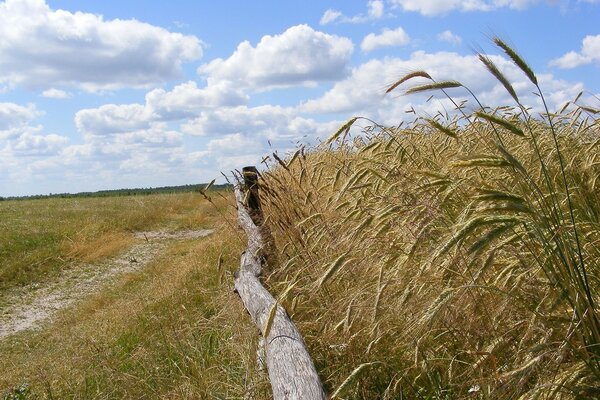 Feld von Ährchen vor dem Hintergrund von Wolken