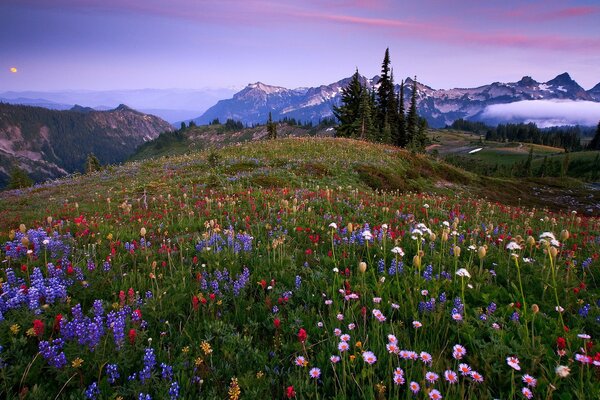 Meadow with flowering plants on the mountain