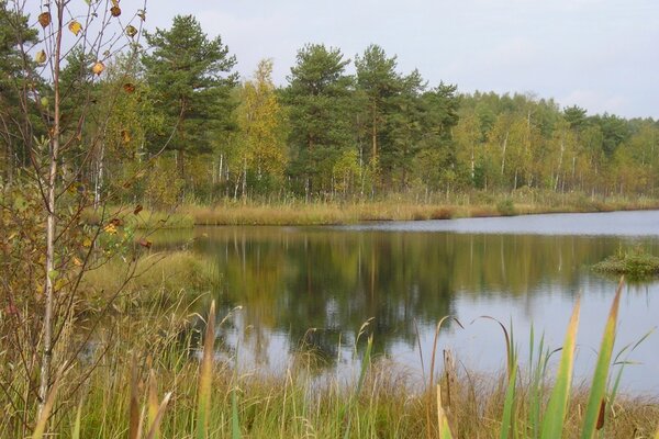 Die Wasseroberfläche des Sees in der Nähe des Waldes