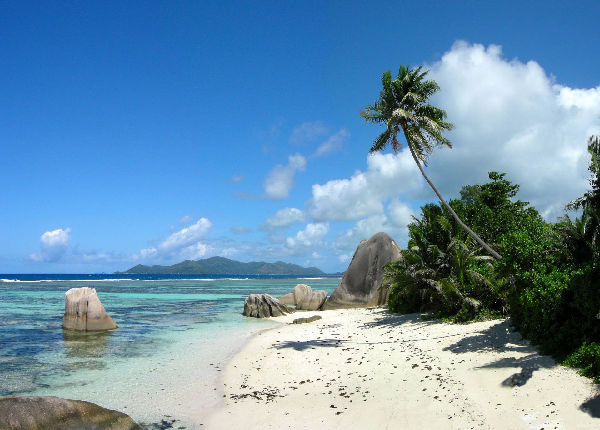 île palmiers plage mer