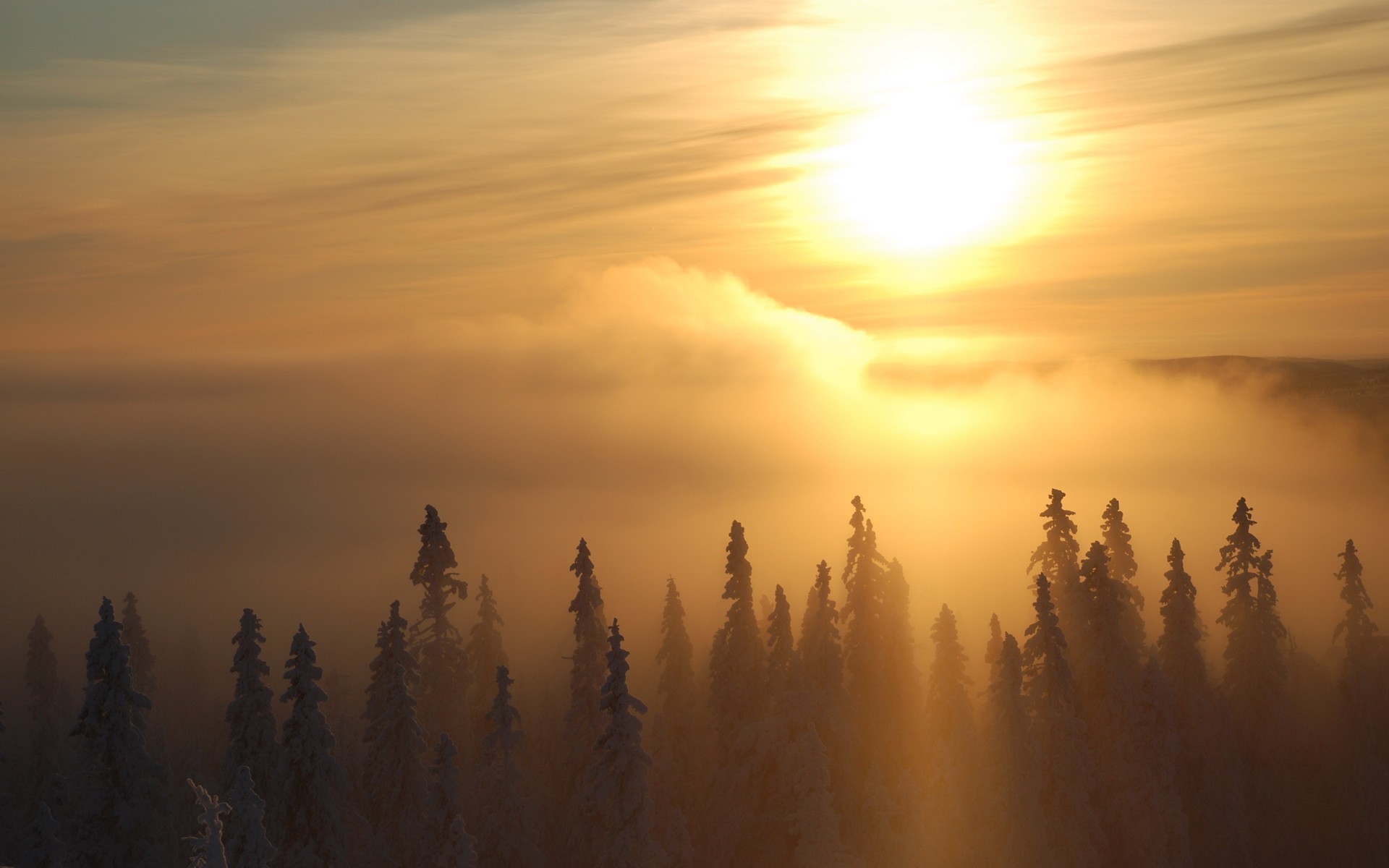 winter tree sun fog