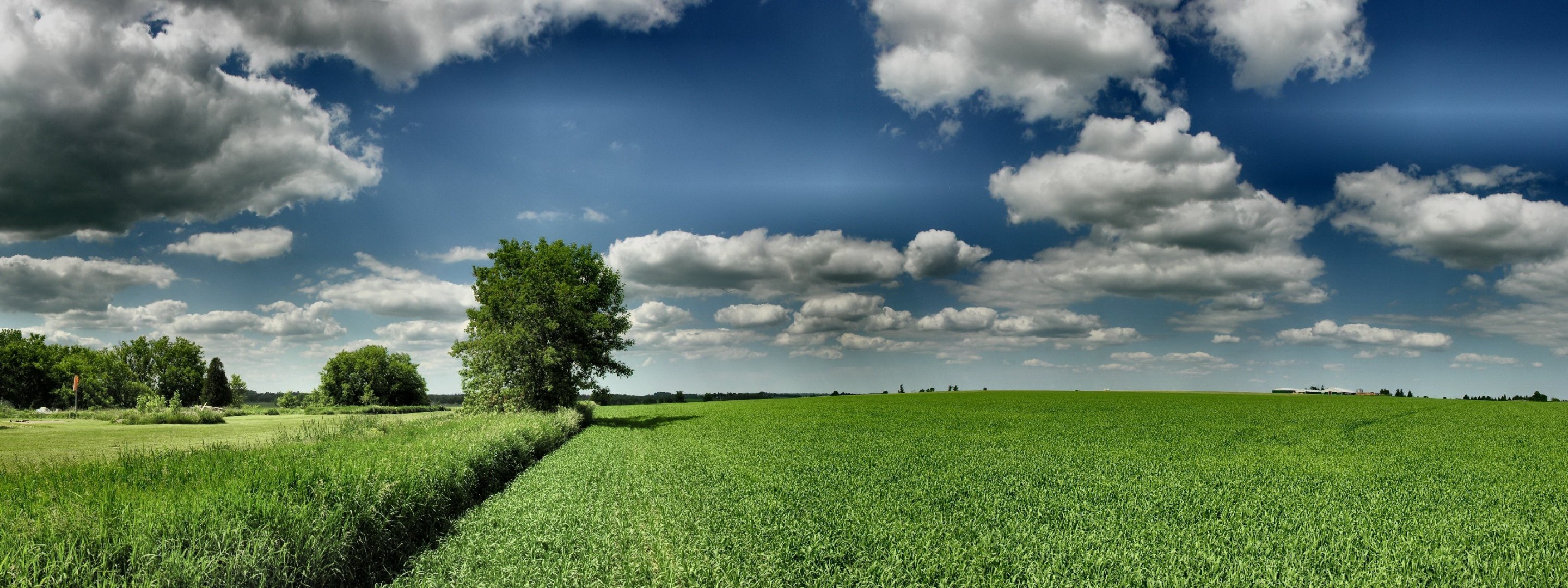 поле зеленый дерево hdr