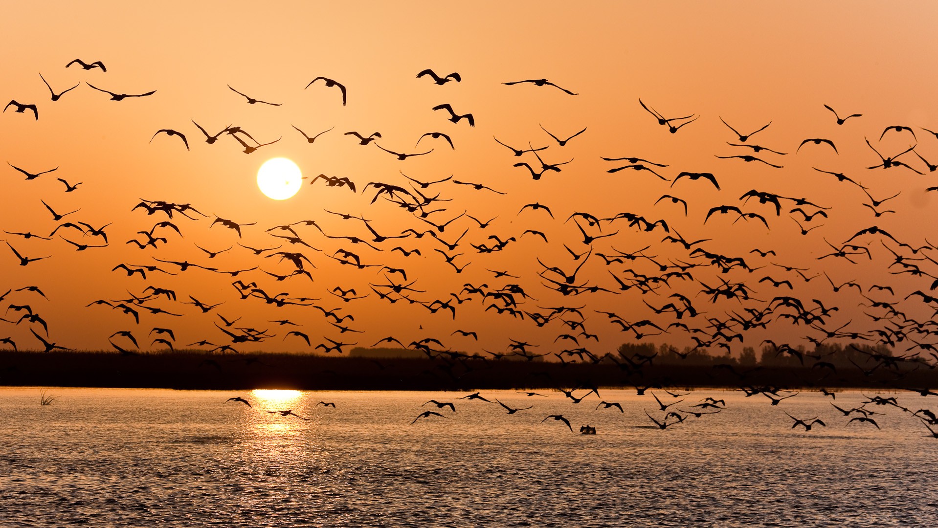 puesta de sol gaviotas volga