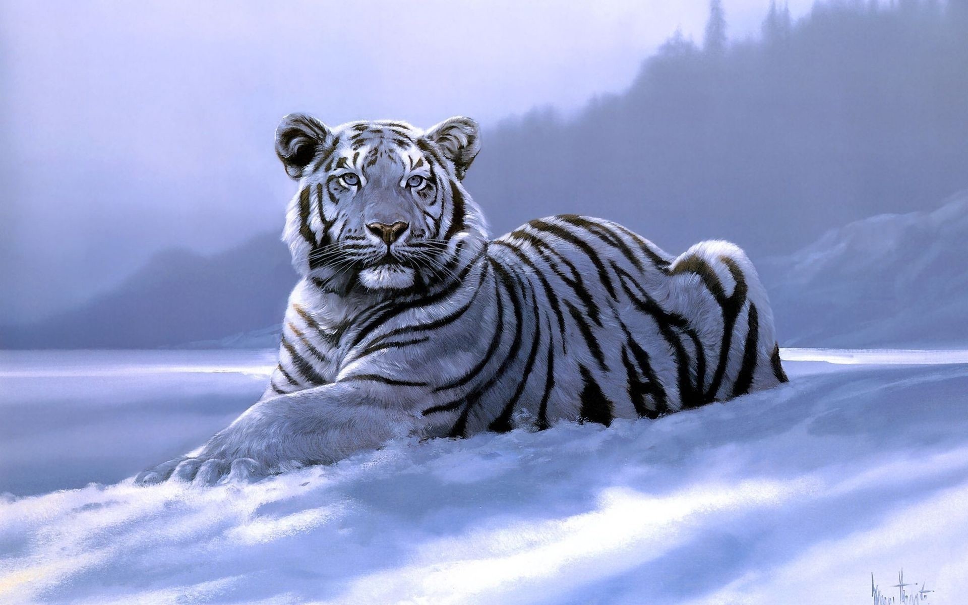 tiger ansicht raubtiere schnee tiere winter