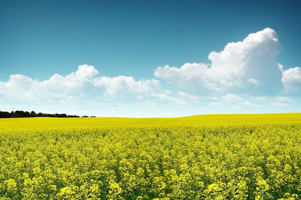 Foto Feld und Blumen im Frühling